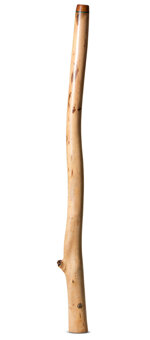 Wix Stix Didgeridoo (WS331)